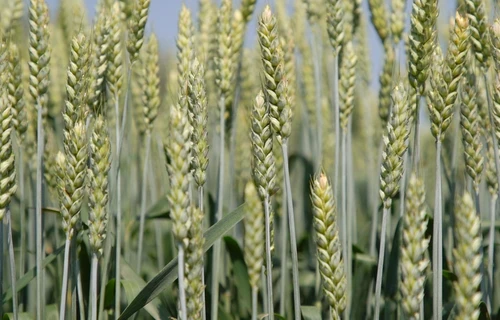 Weizen | Mehl | Land schafft Leben