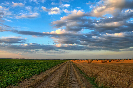 Feld unter leicht bewölktem Himmel