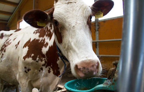 wasser milch | © Land schafft Leben, 2016