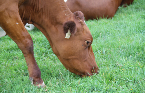 Grasende Kuh, Kuh auf der Weide | © Land schafft Leben, 2020