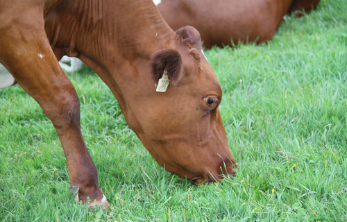 Grasende Kuh | © Land schafft Leben, 2020 Grasende Kuh, Kuh auf der Weide | © Land schafft Leben, 2020