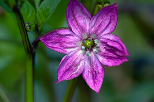 lila Paprikablüte | © Land schafft Leben, (2020)