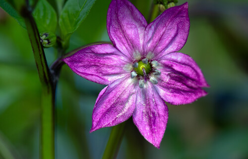 lila Paprikablüte | © Land schafft Leben, (2020)