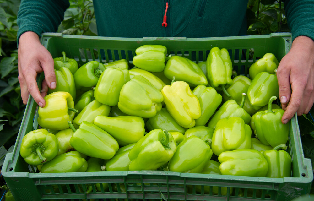 Ernten, Verpacken und Verkaufen Paprika Land schafft