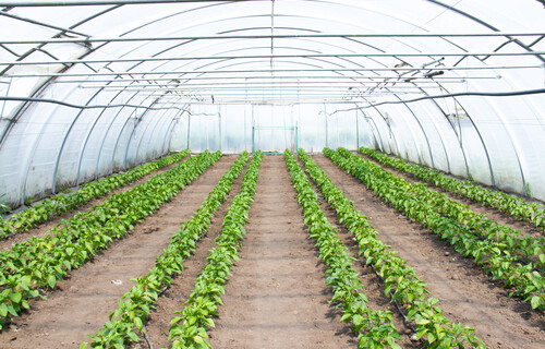 Paprika-Anbau im Folientunnel | © Land schafft Leben, (2020) Paprika-Anbau im Folientunnel | © Land schafft Leben, (2020)