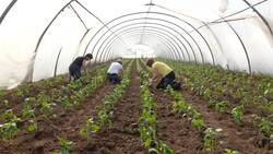 Paprika-Anbau im Folientunnel | © Land schafft Leben, (2020)