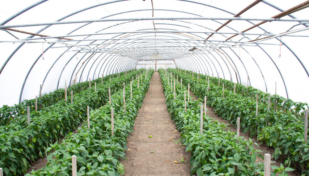 Paprika-Anbau im Folientunnel | © Land schafft Leben, (2020)