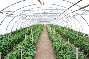 Paprika-Anbau im Folientunnel | © Land schafft Leben, (2020)