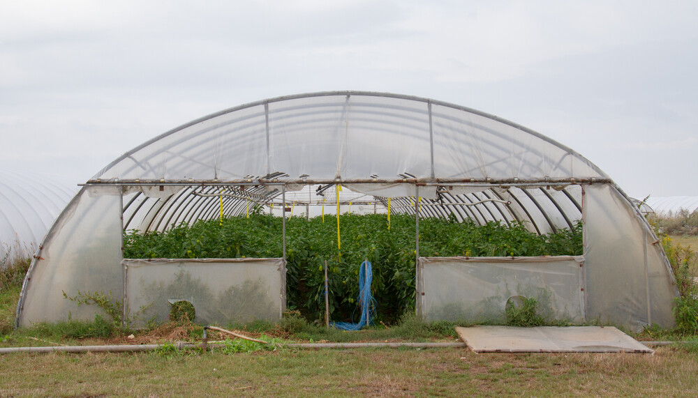 Paprika-Anbau im Folientunnel | © Land schafft Leben, (2020)