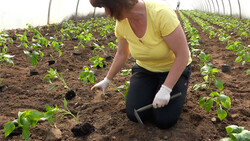 Paprika-Anbau im Folientunnel | © Land schafft Leben, (2020)