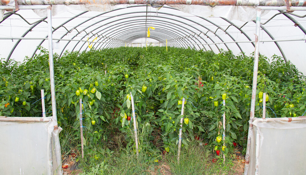 Paprika-Anbau im Folientunnel | © Land schafft Leben, (2020)