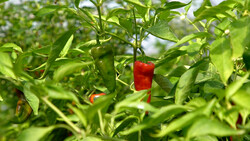 Paprika-Anbau im Freiland | © Land schafft Leben, (2020)