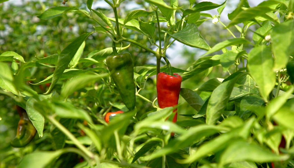 Paprika-Anbau im Freiland | © Land schafft Leben, (2020)