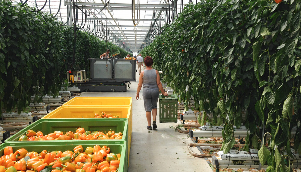 Kisten voller Paprika und einkaufende Frau in Glashaus | © Land schafft Leben