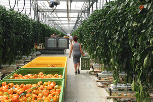 Kisten voller Paprika und einkaufende Frau in Glashaus | © Land schafft Leben