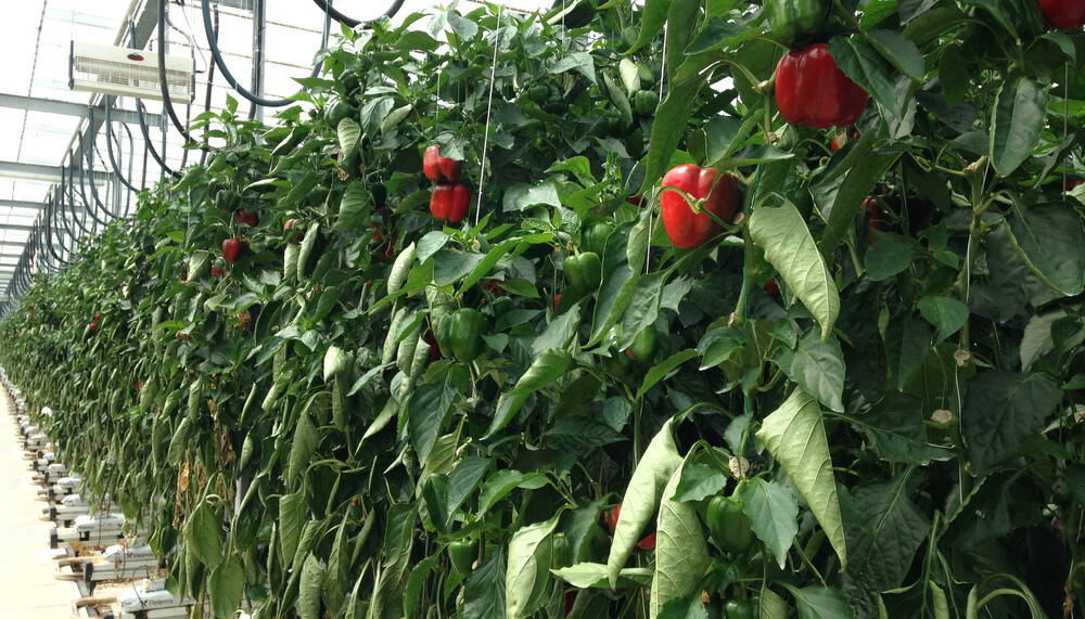 Paprika-Anbau im Glashaus | © Land schafft Leben, (2020)