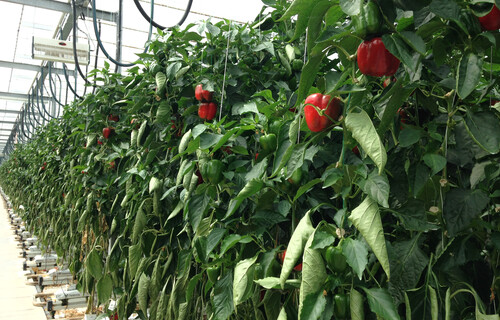 Paprika-Anbau im Glashaus | © Land schafft Leben, (2020) Paprika-Anbau im Glashaus | © Land schafft Leben, (2020)