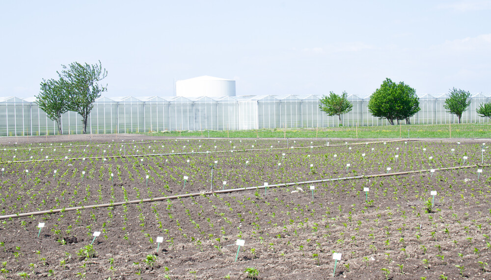 Paprika-Anbau im Freiland | © Land schafft Leben, (2020)