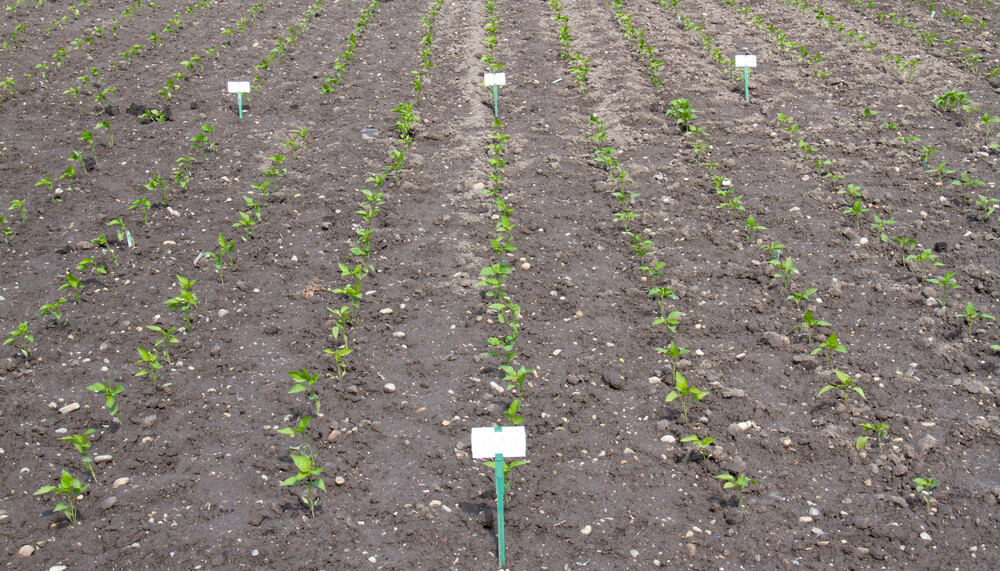 Paprika-Anbau im Freiland | © Land schafft Leben, (2020)