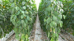 Paprika-Anbau im Glashaus | © Land schafft Leben, (2020)