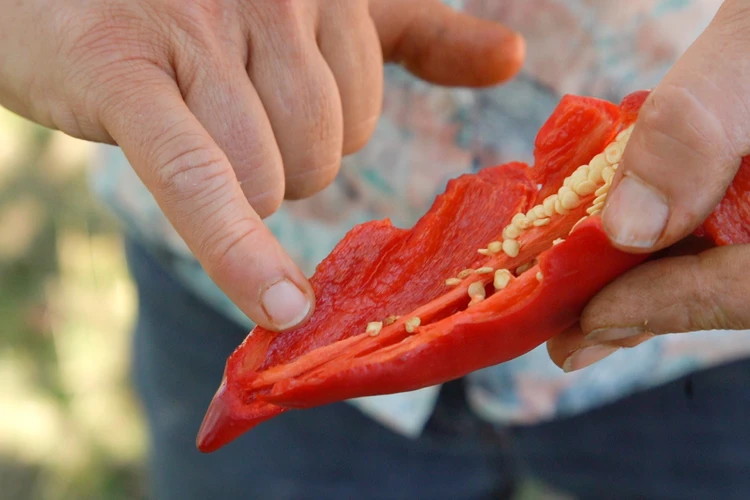 Gesundheit Paprika Land schafft Leben