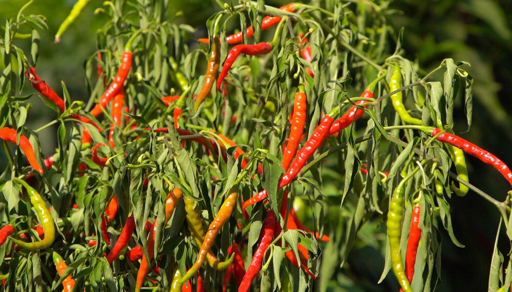 Cayenne-Chili | © Land schafft Leben, (2020)