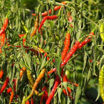 Cayenne-Chili | © Land schafft Leben, (2020)