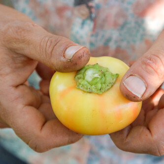 Apfelpaprika | © Land schafft Leben, (2020)