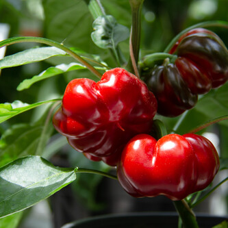 Tomatenpaprika oder auch Paradeispaprika | © Land schafft Leben, (2020)