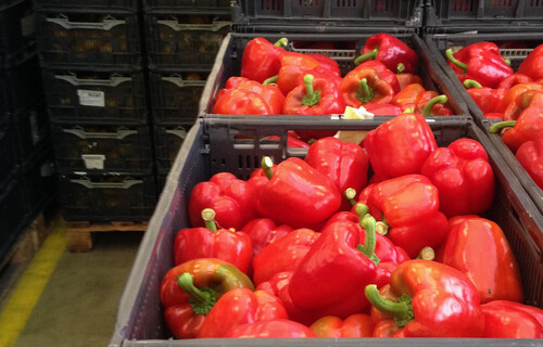 Paprika-Verarbeitung | © Land schafft Leben, (2020) Paprika-Verarbeitung | © Land schafft Leben, (2020)