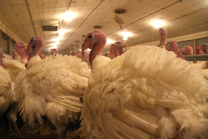 Männliche Puten in Stall | © Land schafft Leben