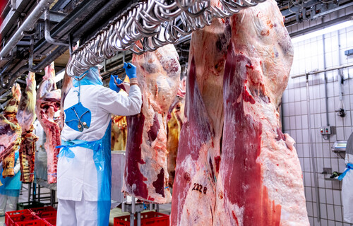 Mehrere Rindfleisch-Stücke an Haken im Schlachtbetrieb | © Land schafft Leben