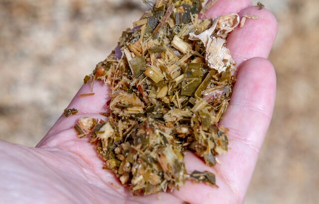 Hand hält Maissilage-Futtermittel für Rinder | © Land schafft Leben