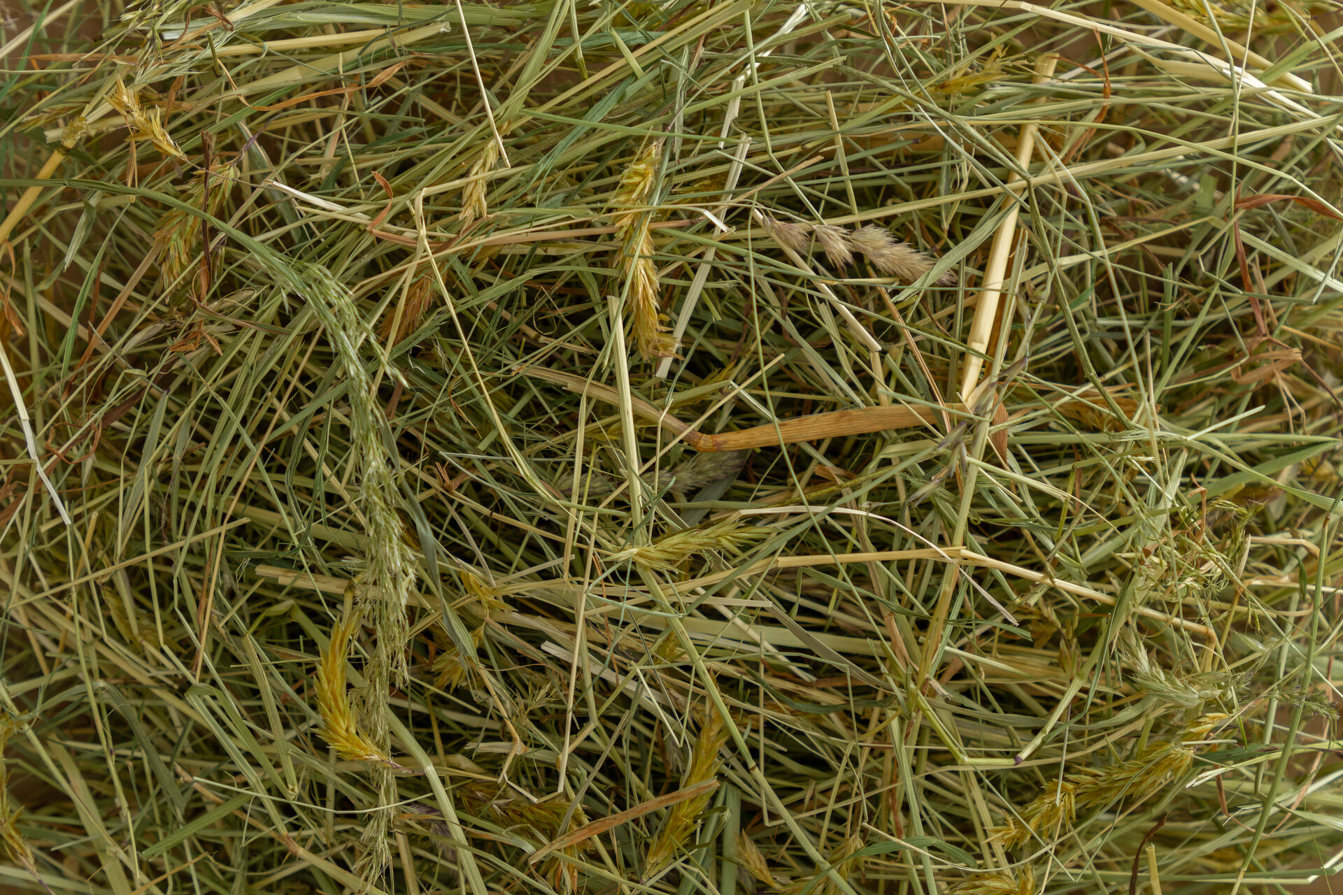 Rind Futtermittel Heu | © Land schafft Leben Nahaufnahme von Heu | © Land schafft Leben