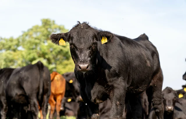 Haltung | Rind | Land schafft Leben