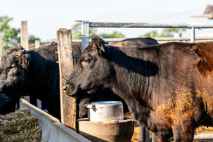 Schwarze Angus-Rinder auf Bauernhof | © Land schafft Leben
