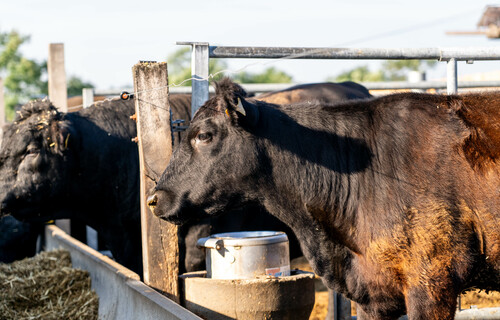 Schwarze Angus-Rinder auf Bauernhof | © Land schafft Leben