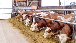 Rindermast | Rind | Land schafft Leben