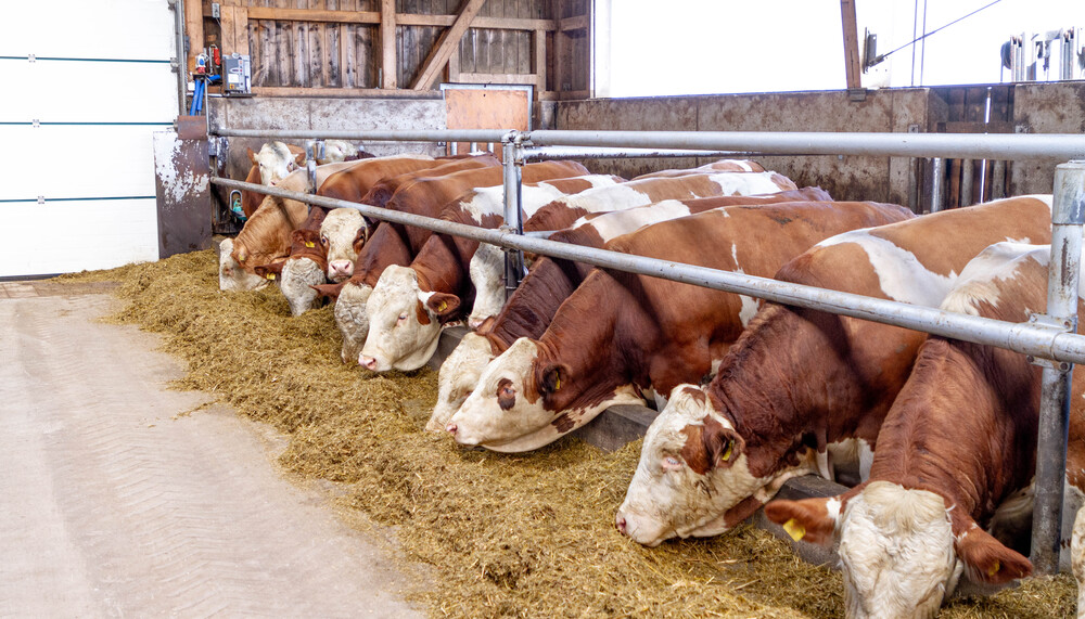 Fressende Fleckvieh-Rinder im Stall | © Land schafft Leben