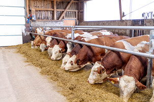 Fressende Fleckvieh-Rinder im Stall | © Land schafft Leben