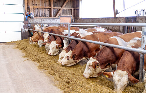 Rind Stiermast Fleckvieh | © Land schafft Leben Fressende Fleckvieh-Rinder im Stall | © Land schafft Leben