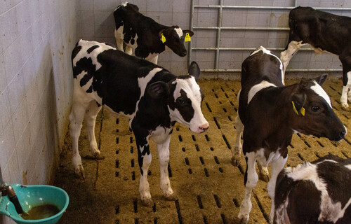 Rind Holstein Kalb | © Land schafft Leben Holstein-Kälber im Stall | © Land schafft Leben