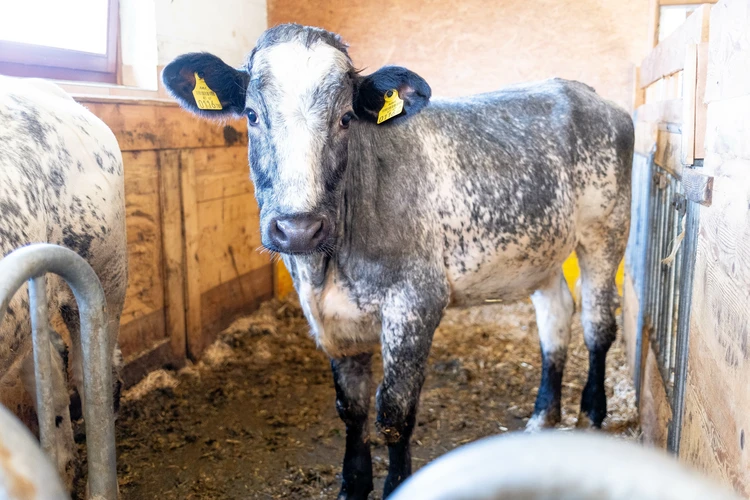 rindermast-rind-land-schafft-leben