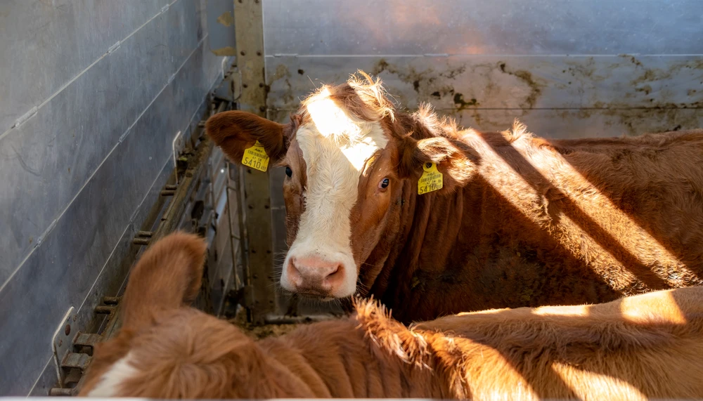 Rindermast | Rind | Land schafft Leben