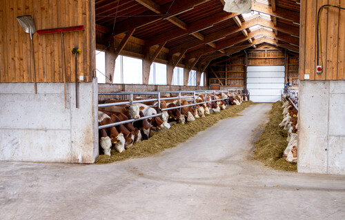 Stall mit vielen Rindern | © Land schafft Leben