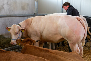Großes Rind steht im Stall neben Bauer | © Land schafft Leben