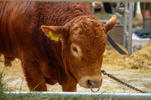 Brauner Stier steht angebunden im Stall | © Land schafft Leben