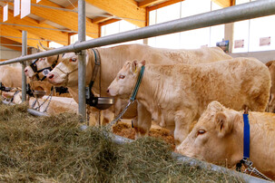 Braune Rinder stehen angebunden im Stall nebeneinander | © Land schafft Leben