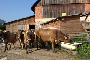 Rinder gehen aus Stall auf die Weide | © Land schafft Leben