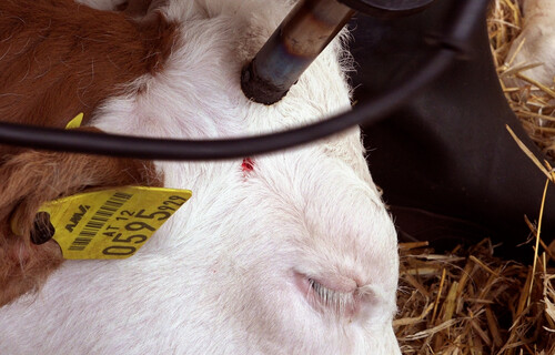 Rind-Enthornung | © Land schafft Leben Rind in Narkose wird mit einem Gerät enthornt | © Land schafft Leben